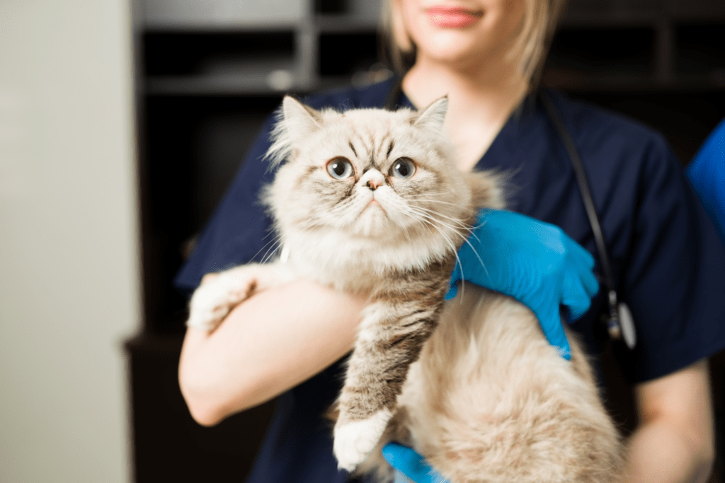 Kissa eläinlääkärin käsittelyssä eläinklinikka Eirvetillä